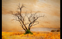 The Land We Love