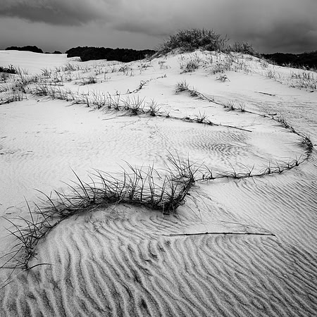 Dune Grass