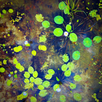 Drone Monet