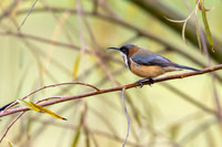 Eastern Spinebill