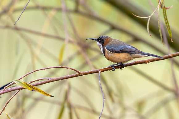 Eastern Spinebill