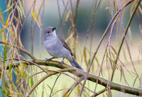 Brown Gerygone