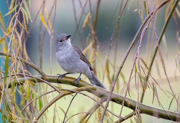 Brown Gerygone