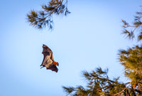 Fruit Bat or Flying Fox