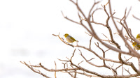 JKD_2021_Heron Island_9125