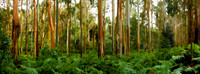 Spring Creek_Panorama1-Edit