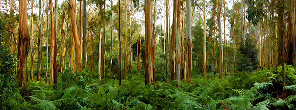 Spring Creek_Panorama1-Edit