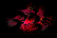 Red Leaves