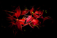 Red Leaves