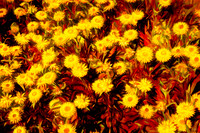 JKD_2018_Botanical_Gardens-0912-Edit