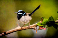 Male, Superb Fairy Wren 2
