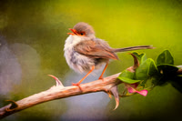 Fairy Wren and Thorns