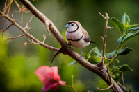JKD_2016_Warwick_Birds-3442-Edit
