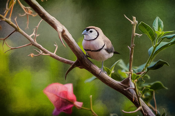 JKD_2016_Warwick_Birds-3442-Edit