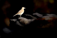 Rufous Songlark, After the Fire.