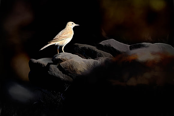 Rufous Songlark, After the Fire.