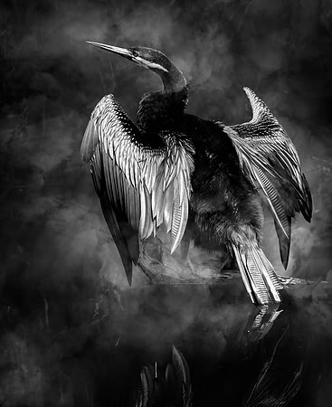 Australasian Darter