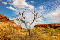 Dead Tree, Kings Canyon