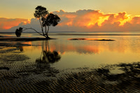 Lone Tree at Dawn