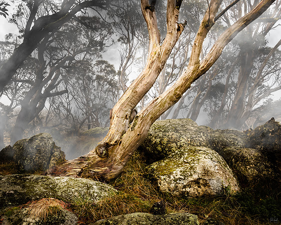 Snow Gums 1