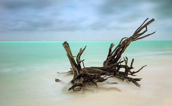 Heron Island Driftwood