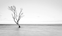 Lone Tree and Water