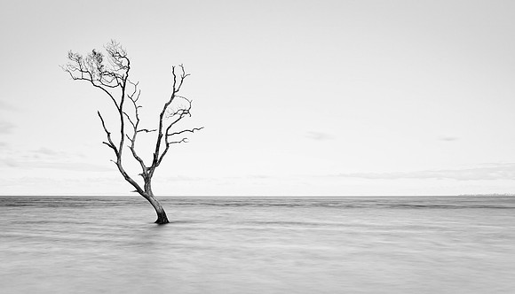 Lone Tree and Water