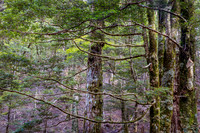 Horizontal Branches