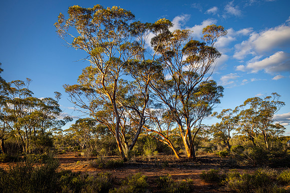 JKD_2025_Balladonia_Bush_Camp_3261